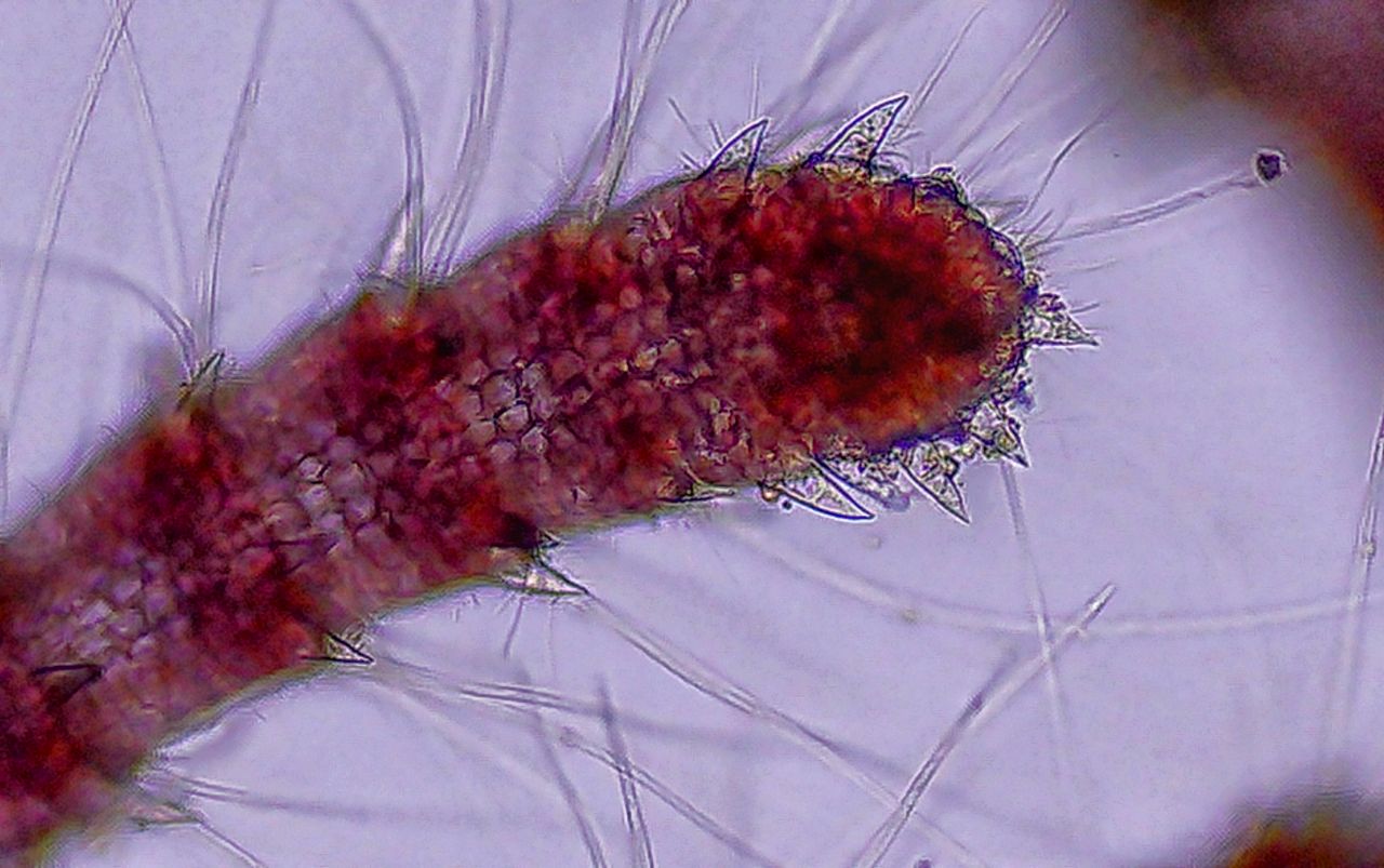Il velcro del Tirreno, la storia di un''alga